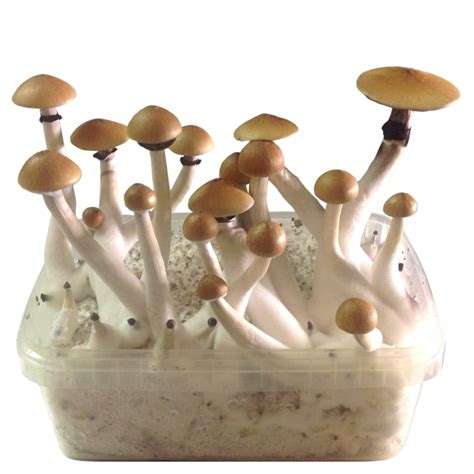 The Science Behind a BTUT Magic Mushroom Grow Kit